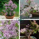 Syringa Meyeri Potted Flower Bonsai 40 Seeds