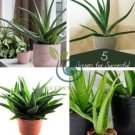 Charming Aloe Mix Excellent Houseplants Succulent Aloe Vera 1000 Seeds