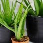 Charming Aloe Mix Excellent Houseplants Succulent Aloe Vera 1000 Seeds