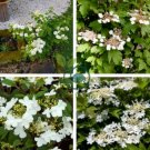 Viburnum Sargentii Bonsai Potted Garden 200 Seeds