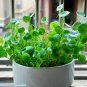 Hydrocotyle Vulgaris Aquatic Plants Money Grass Coins Grass Bonsai 60 Seeds