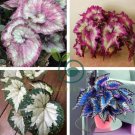 Beautiful Begonia,Rare Begonia Bonsai Flower 240 Seeds