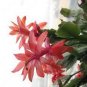 Zygocactus Truncatus Plants Rare Schlumbergera Plants Orchid Bonsai 400 Seeds