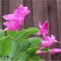 Zygocactus Truncatus Plants Rare Schlumbergera Plants Orchid Bonsai 400 Seeds