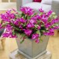 Zygocactus Truncatus Plants Rare Schlumbergera Plants Orchid Bonsai 400 Seeds