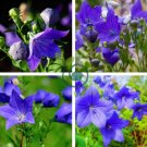Blue Balloon Flower Bonsai Platycodon Grandiflorus 200 Seeds