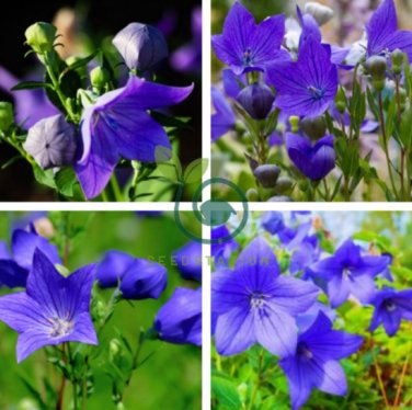 Blue Balloon Flower Bonsai Platycodon Grandiflorus 200 Seeds