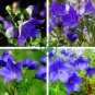 Blue Balloon Flower Bonsai Platycodon Grandiflorus 200 Seeds