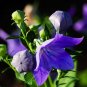Blue Balloon Flower Bonsai Platycodon Grandiflorus 200 Seeds