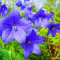 Blue Balloon Flower Bonsai Platycodon Grandiflorus 200 Seeds