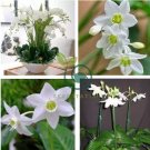 Mixed Eucharis Grandiflora Bonsai 200 Seeds