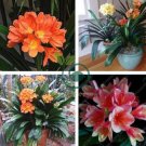 CColorful Clivia Miniata Bonsai, Indoor Gorgeous  Bush Lily Flower Plant 200 Seeds