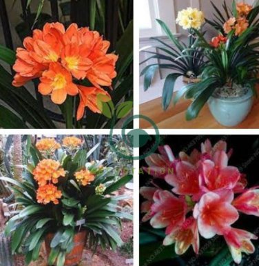 CColorful Clivia Miniata Bonsai, Indoor Gorgeous  Bush Lily Flower Plant 200 Seeds