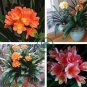 CColorful Clivia Miniata Bonsai, Indoor Gorgeous  Bush Lily Flower Plant 200 Seeds
