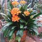 CColorful Clivia Miniata Bonsai, Indoor Gorgeous  Bush Lily Flower Plant 200 Seeds