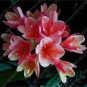CColorful Clivia Miniata Bonsai, Indoor Gorgeous Bush Lily Flower Plant 200 Seeds