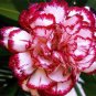Rare Carnations Bonsai Flowers Bonsai Dianthus Caryophyllus Flowers 40 seeds