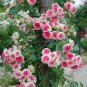 Rare Rose Tree Rosa Flower Mini Climbing Rose 600 Seeds