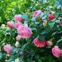 Rare Rose Tree Rosa Flower Mini Climbing Rose 600 Seeds
