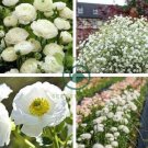 White Ranunculus Plant DIY Potted Plants 200 Seeds