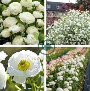 White Ranunculus Plant DIY Potted Plants 200 Seeds