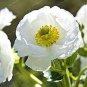 White Ranunculus Plant DIY Potted Plants 200 Seeds