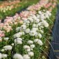 White Ranunculus Plant DIY Potted Plants 200 Seeds
