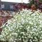 White Ranunculus Plant DIY Potted Plants 200 Seeds