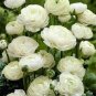 White Ranunculus Plant DIY Potted Plants 200 Seeds