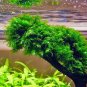 Aquatic Grass Bonsais Colorful Underwater Moss Aquarium 1000 Seeds