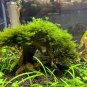 Aquatic Grass Bonsais Colorful Underwater Moss Aquarium 1000 Seeds