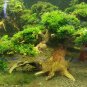 Aquatic Grass Bonsais Colorful Underwater Moss Aquarium 1000 Seeds