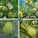Asclepias Physocarpa Bonsai Balloon Flower 20 seeds