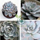 Echeveria Desmetiana Bonsai Rare Succulent Plant  200 Seeds