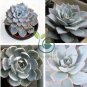 Echeveria Desmetiana Bonsai Rare Succulent Plant  200 Seeds