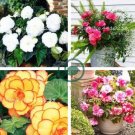 Bonsai Mixed Rieger Begonias Beautiful Bonsai Multi-Flap Flower 100 Seeds