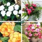 Bonsai Mixed Rieger Begonias Beautiful Bonsai Multi-Flap Flower 100 Seeds