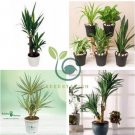 Bonsai Tree Yucca Bonsai 100 Seeds