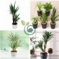 Bonsai Tree Yucca Bonsai 100 Seeds