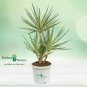Bonsai Tree Yucca Bonsai 100 Seeds