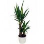 Bonsai Tree Yucca Bonsai 100 Seeds