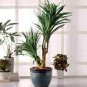 Bonsai Tree Yucca Bonsai 100 Seeds