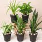 Bonsai Tree Yucca Bonsai 100 Seeds