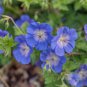 Blue Geranium Bonsai Perennial Rare Flower 60 Seeds