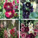Double Hollyhock Flower Bonsai 200 Seeds