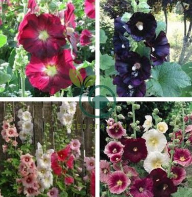 Double Hollyhock Flower Bonsai 200 Seeds
