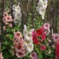Double Hollyhock Flower Bonsai 200 Seeds