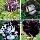 Holland Candy Stripe Rose Bonsai Lover Gift Blue Green Black 100 seeds