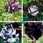 Holland Candy Stripe Rose Bonsai Lover Gift Blue Green Black 100 seeds