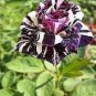Holland Candy Stripe Rose Bonsai Lover Gift Blue Green Black 100 seeds